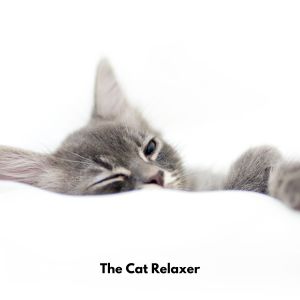 Soothing Cat