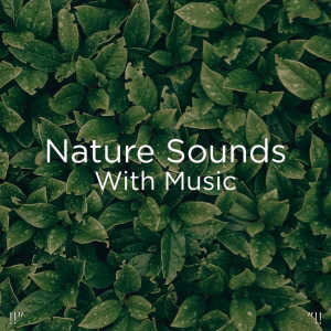 收听Sleep Sounds of Nature的Calm歌词歌曲