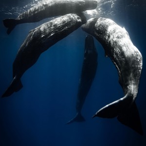 ดาวน์โหลดและฟังเพลง Hacia La Sombra พร้อมเนื้อเพลงจาก Moe Palau