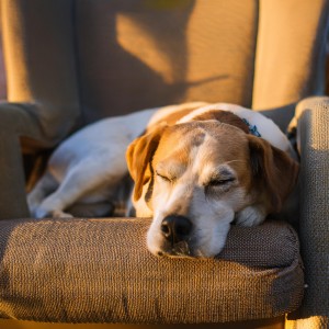 Paseo Melódico的專輯Compañeros Calmados: Música De Guitarra Para Perros