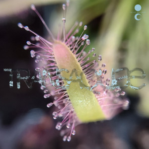 Various Artists的專輯Transaquae