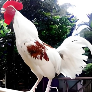 收聽Abub的Ayam Ketawa (Remix)歌詞歌曲