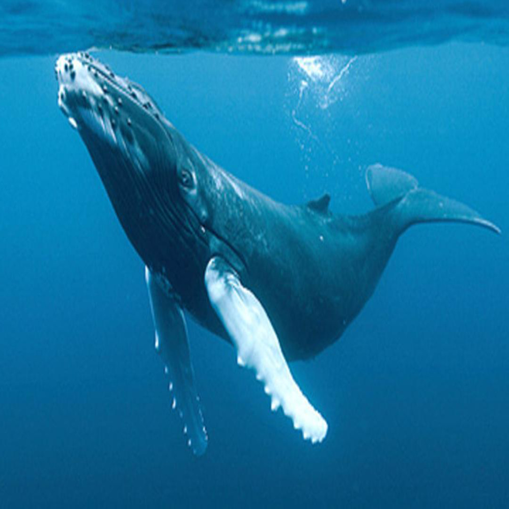 Canto De Ballena