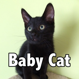 Listen to Baby Cat song with lyrics from N2 Cat Crew