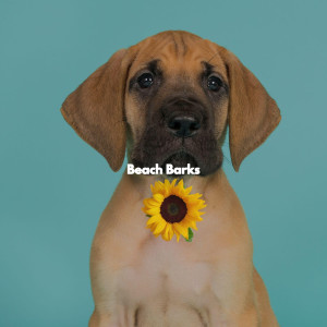 Study Jazz的專輯Beach Barks