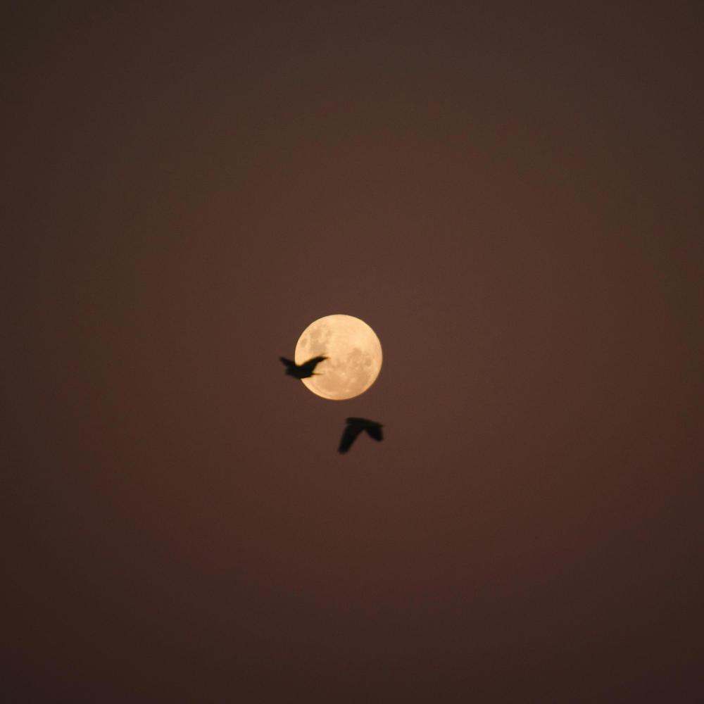Moonlight (feat. Vova Hayek)