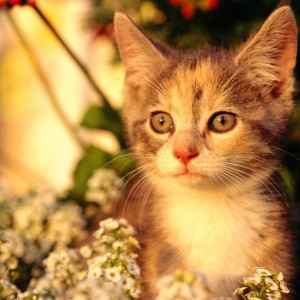 收听孟笑的女神咖啡歌词歌曲