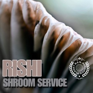 Listen to All Of Nothing song with lyrics from Rishi