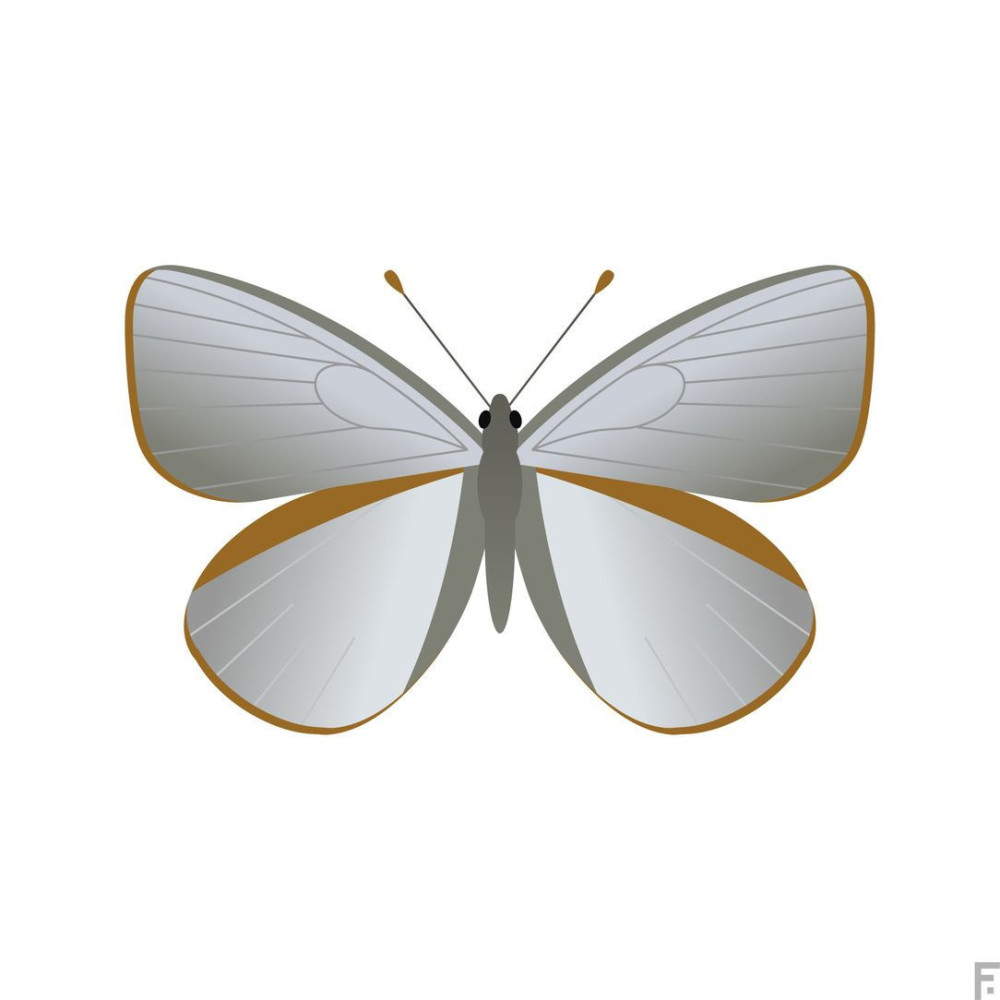Mariposa Platino