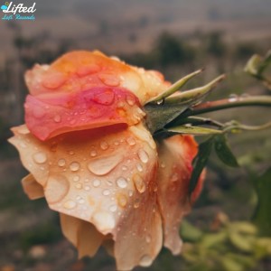 ดาวน์โหลดและฟังเพลง Gentle Rain พร้อมเนื้อเพลงจาก NamesAsFlowers