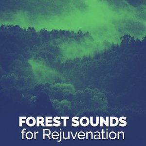 Natural Forest Sounds的專輯Forest Sounds for Rejuvenation