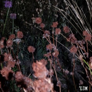 ดาวน์โหลดและฟังเพลง Eden พร้อมเนื้อเพลงจาก Delish