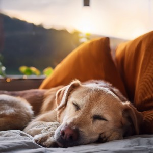 อัลบัม Música Suave Para Momentos Tranquilos De Mascotas ศิลปิน La melodía calma a los seres