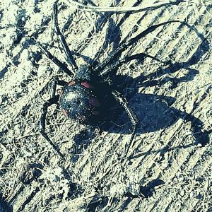 Listen to Black Widow (Explicit) song with lyrics from Misterpin