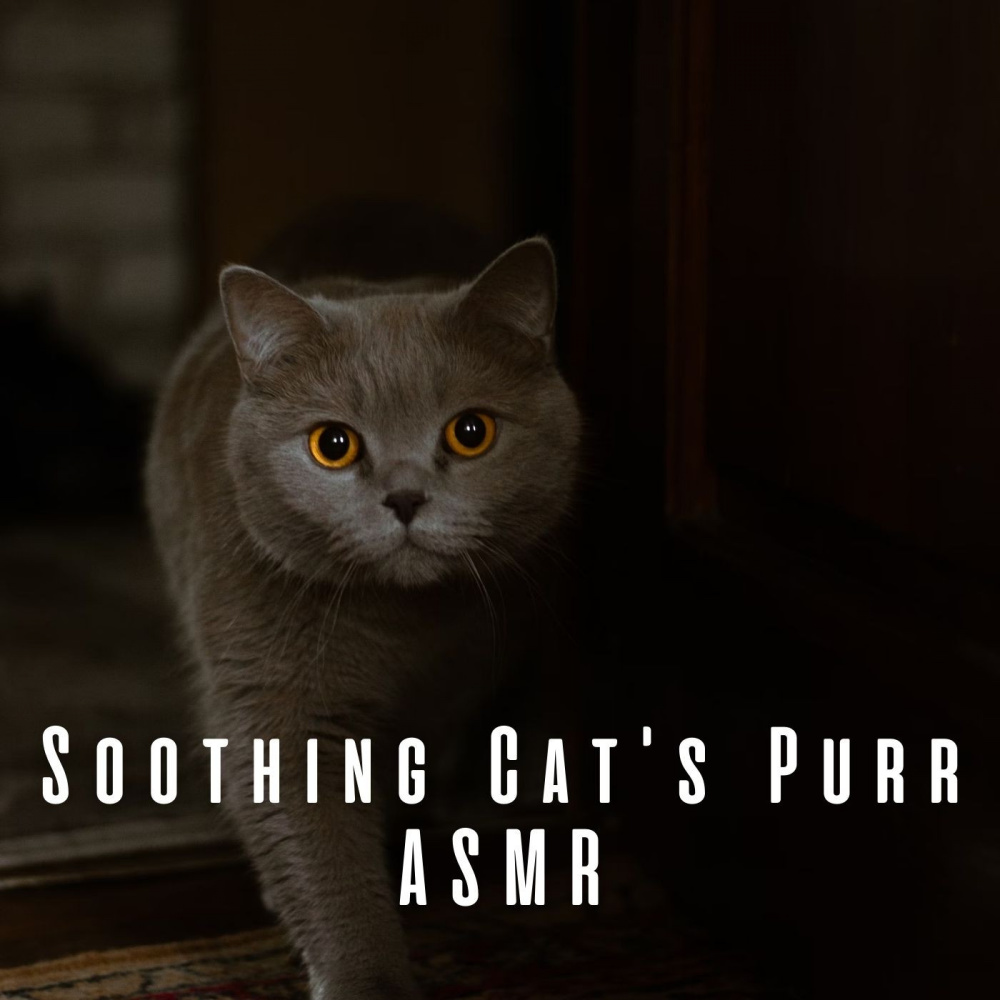 Soothing Whisker ASMR Symphony