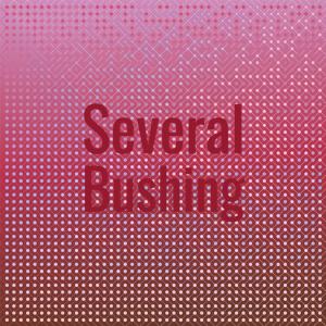Various的专辑Several Bushing