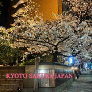 kyoto sakura japan