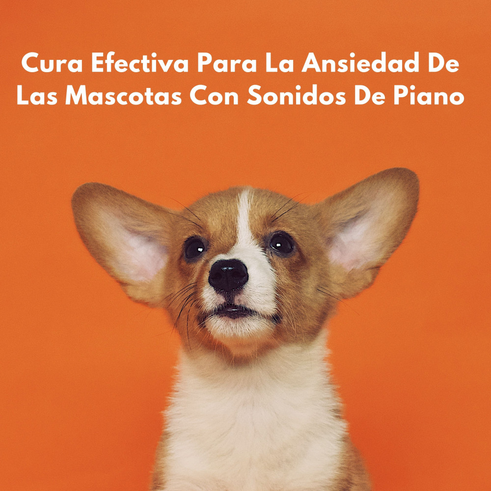 Melodías Terapéuticas Para Relajar La Ansiedad