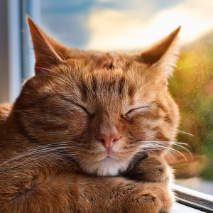 อัลบัม Lofi Vibes For Peaceful Cats ศิลปิน Calm Cat Sounds
