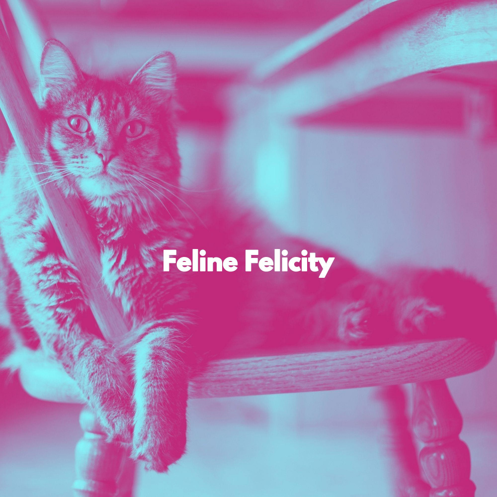 Excellent Ambiance for Moody Kittens