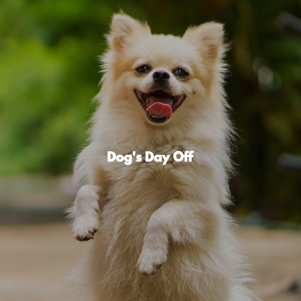 Subtle Ambiance for Weekday Dog Parties