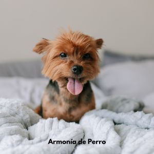 Música Para Cães Adormecidos的專輯Armonía de Perro