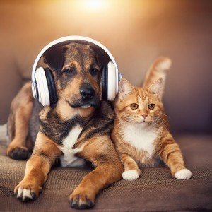 Calm Music Ensemble的專輯Pet Melodies: Soothing Tunes for Companions