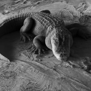 收聽Teco的LACOST歌詞歌曲