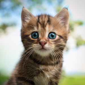 Muestreo estéreo al aire libre的專輯Música Relajante Nocturna Para El Descanso De Los Gatos