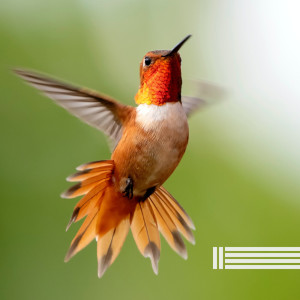 Album Forest Birds Songs (Loopable) from Birds In The Forest