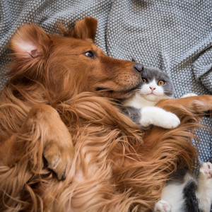 Calming Music For Pets的專輯Peaceful Tail: Pet Comfort and Relaxation