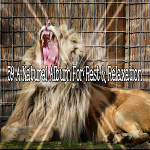 อัลบัม 59 A Natural Album for Rest & Relaxation ศิลปิน Baby Sleep