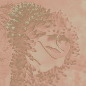 收听Jim Reeves的My Juanita歌词歌曲