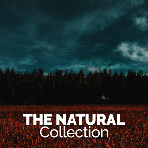 ดาวน์โหลดและฟังเพลง Evening in the Forest พร้อมเนื้อเพลงจาก Healing Sounds for Deep Sleep and Relaxation
