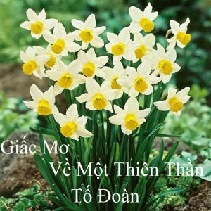 อัลบัม Giấc Mơ Về Một Thiên Thần ศิลปิน Tố Đoàn