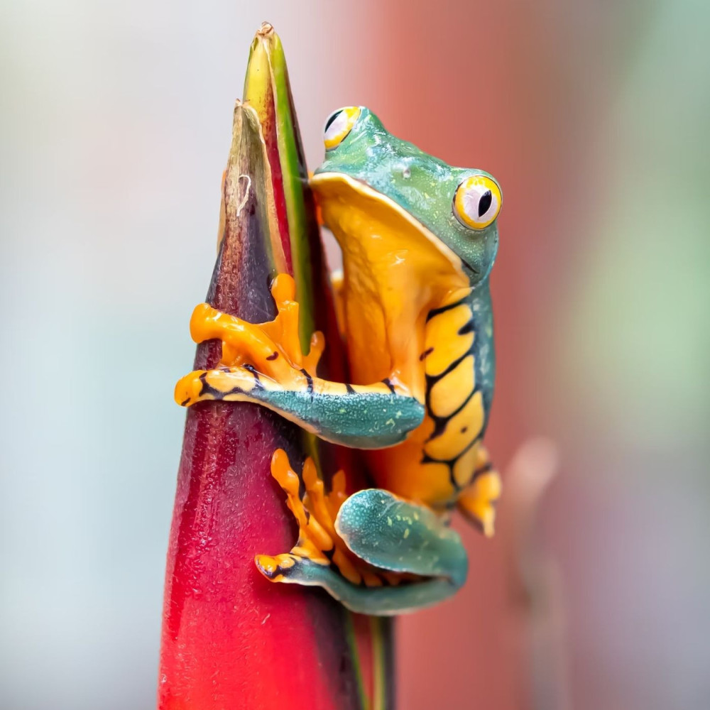 Harmonious Croak Cadence