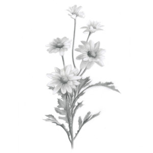 Album Chrysanthemum Rock from llawgne