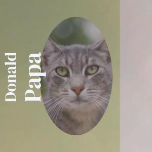 ดาวน์โหลดและฟังเพลง Donald Papa พร้อมเนื้อเพลงจาก Alin Pucca