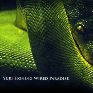 ดาวน์โหลดและฟังเพลง A sweet surrender พร้อมเนื้อเพลงจาก Yuri Honing