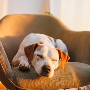 อัลบัม Melodías De Compañerismo: Música De Guitarra Para Mascotas ศิลปิน Paseo Sonoro