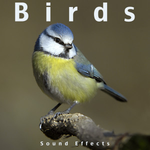 อัลบัม Birds Sound Effects ศิลปิน Sound Effects Inc.