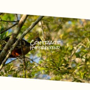 Listen to Contract Hyperextend song with lyrics from Manh Kaell