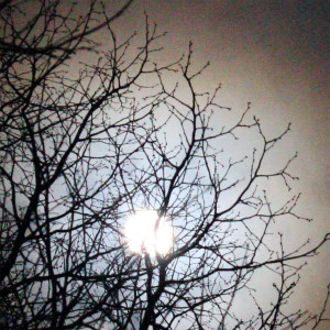 ดาวน์โหลดและฟังเพลง Rabbit Moon พร้อมเนื้อเพลงจาก Amadeus Lovecraft