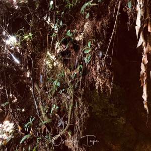 ilovebreja的專輯Oswald Tape