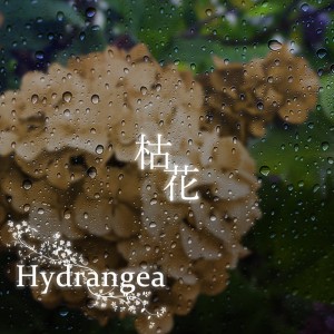 收聽Hydrangea的Ai歌詞歌曲