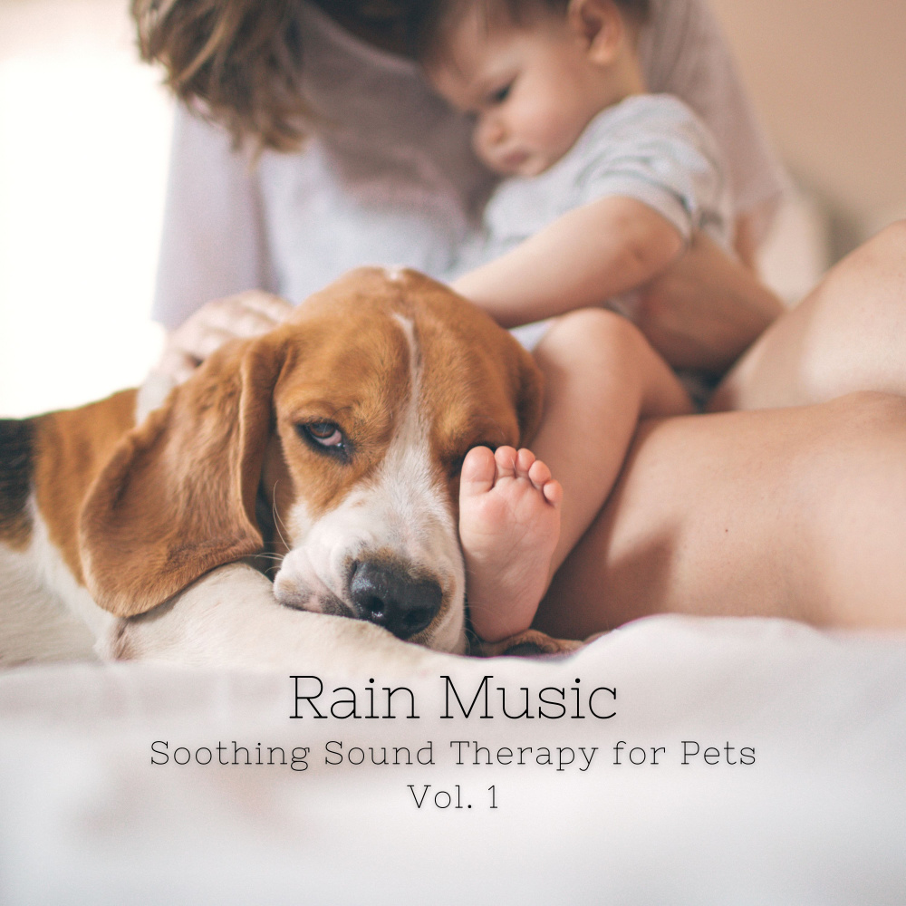 Ambience of Shiny Rain Drops