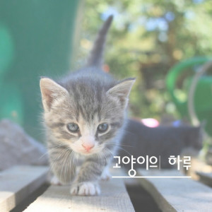 收聽고양이의 하루的잘자라 우리 야옹이들歌詞歌曲