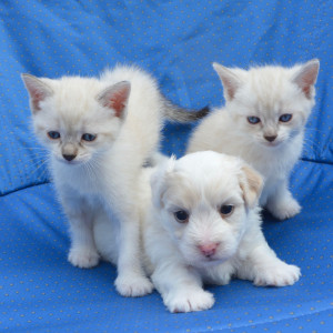 ดาวน์โหลดและฟังเพลง The Melodic Harmony of Animal Bonds พร้อมเนื้อเพลงจาก Music for Pets Library