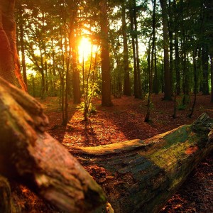 收聽zen remastering的Evening in Forest: Bird, Night, and Woods歌詞歌曲