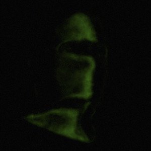 Album Garçon Cagoule (Explicit) from Rosko